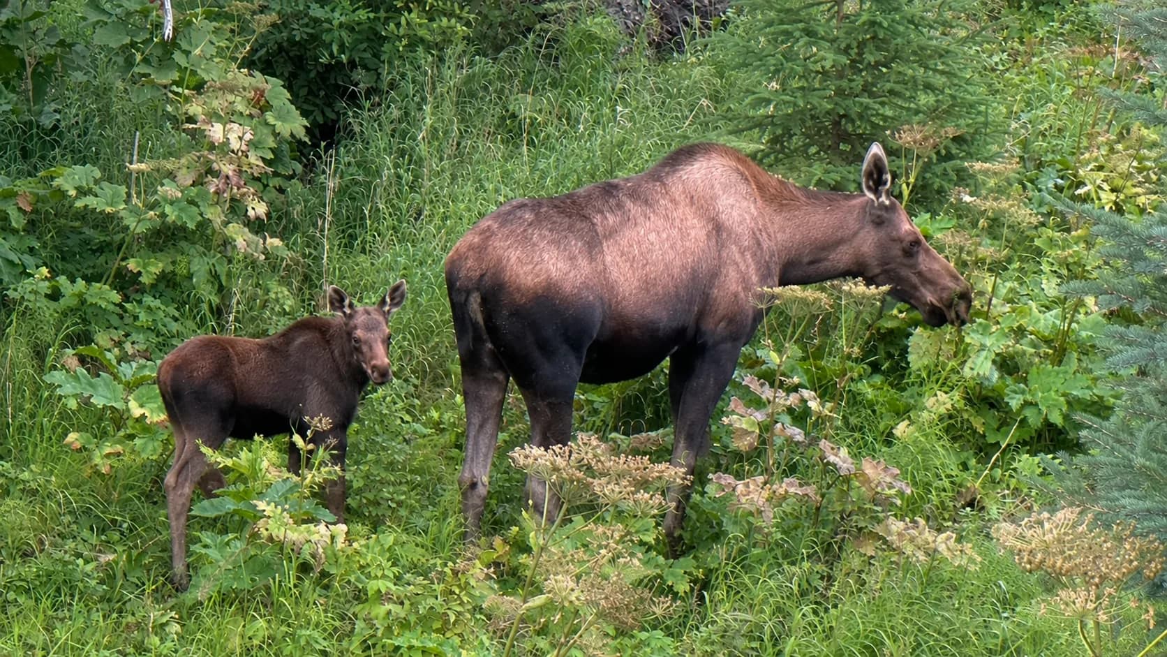 A cow moose and calf beside the Tony Knowles Coastal Trail