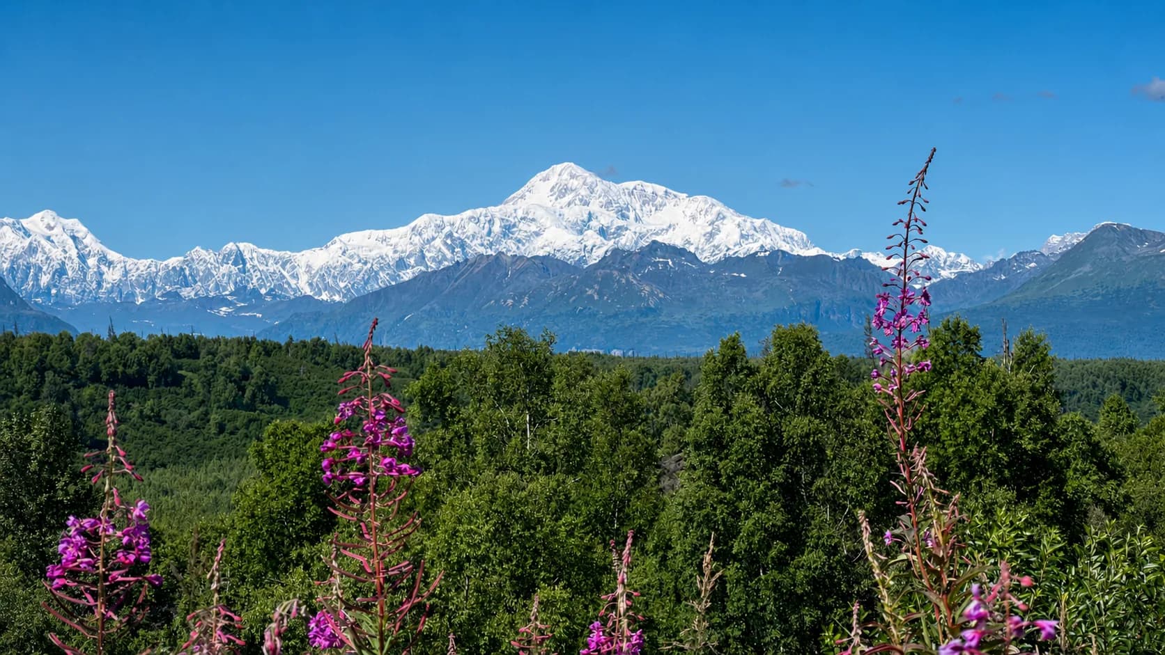 Fireweed and Denali from a Denali State Park roadside viewpoint on a clear day