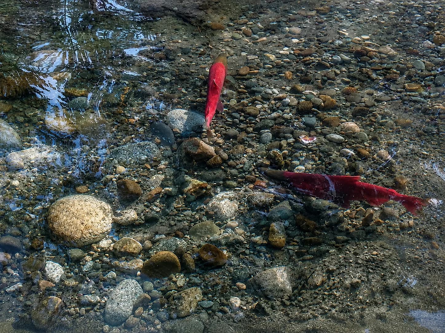 Two sockeye salmon in spawning colors in the shallow gravel water at Cozihaus on Blodgett Lake