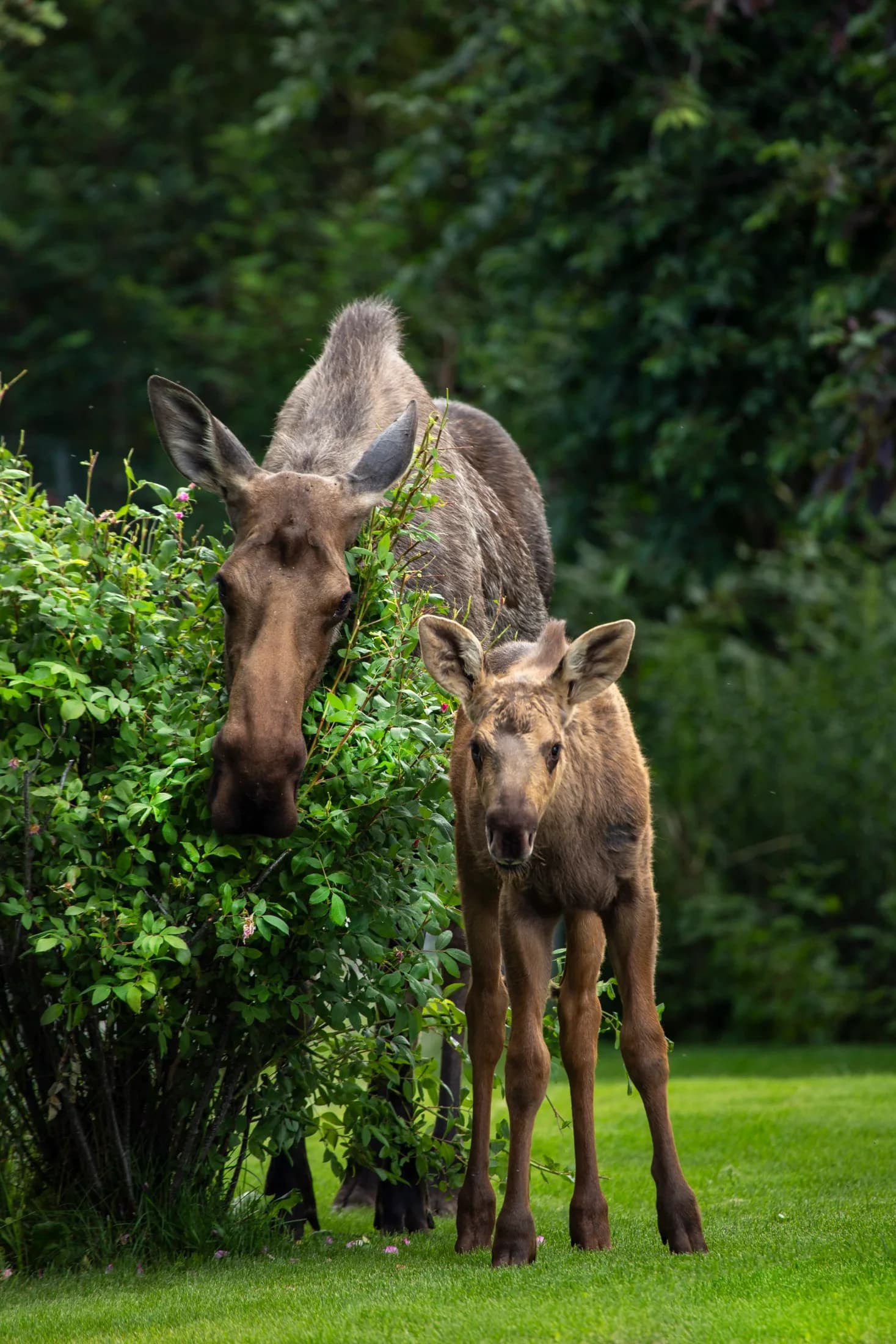 A young moose in the Spenard neighborhood of Anchorage